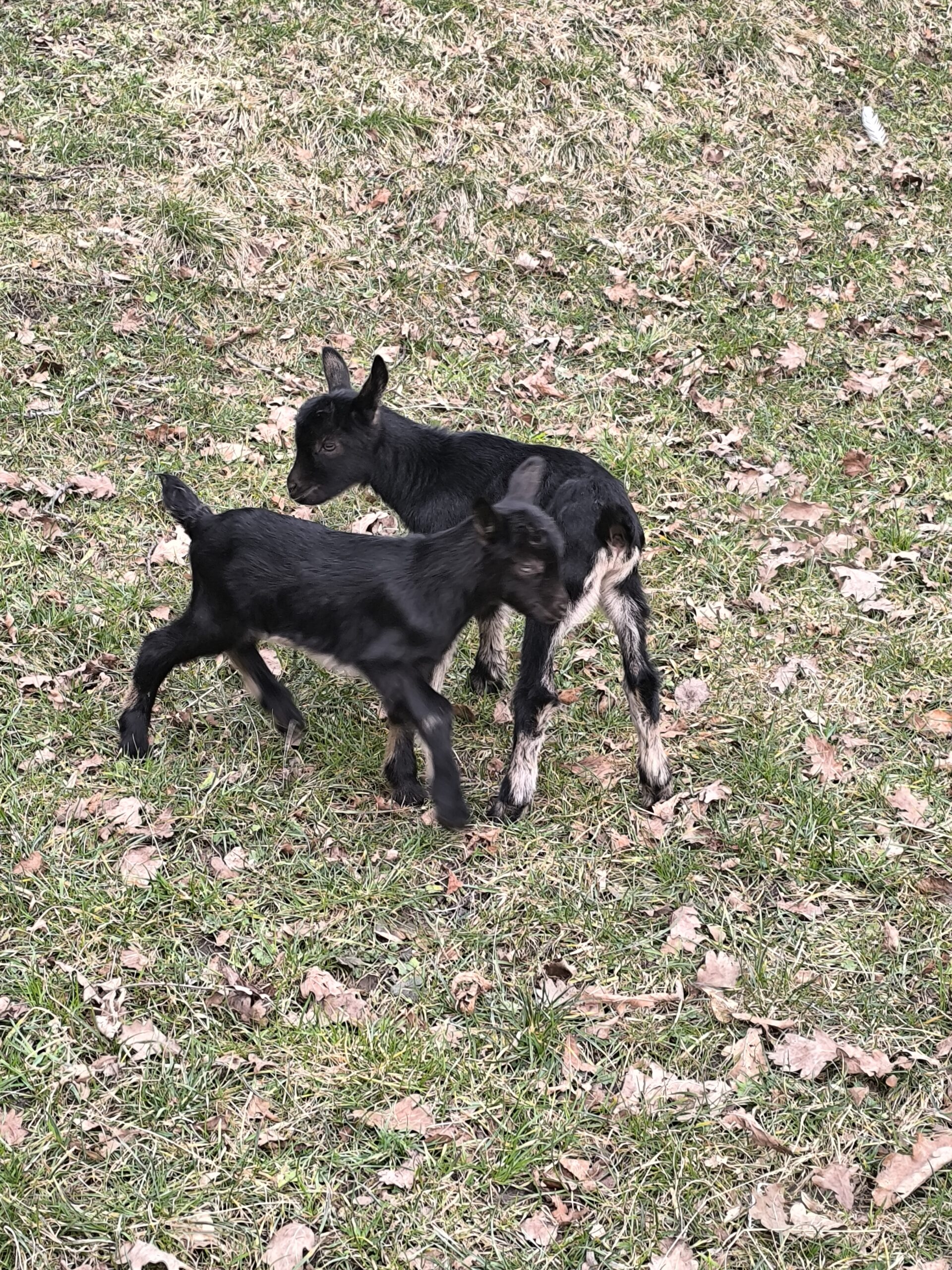 Kozlička na travniku