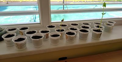 EkoVrtilnica – fižol že raste