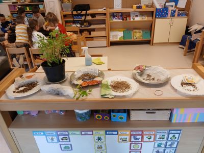 EkoVrtilnica – otroci lahko opazujejo namočena semena