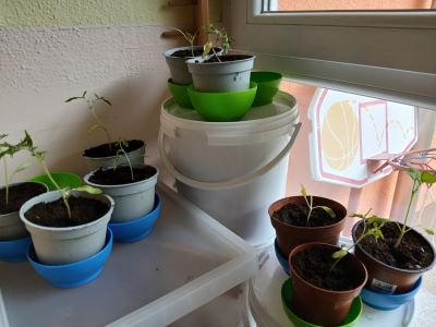 EkoVrtilnica – sadike čakajo, da jih otroci posadijo