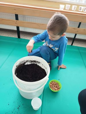 EkoVrtilnica – sajenje fižola