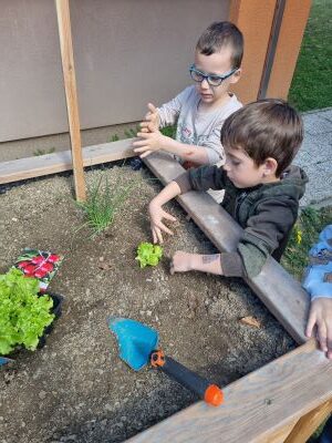 sajenje sadik solate