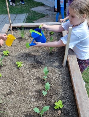 zalivanje zelenjavne gredice