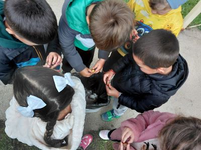 Kostanjev piknik – otroci lupijo kostanj1